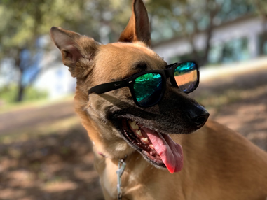 A Dog Wearing Polarized Sunglasses