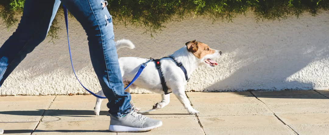 18 Loose Leash Walking Tips – How to Train Your Dog