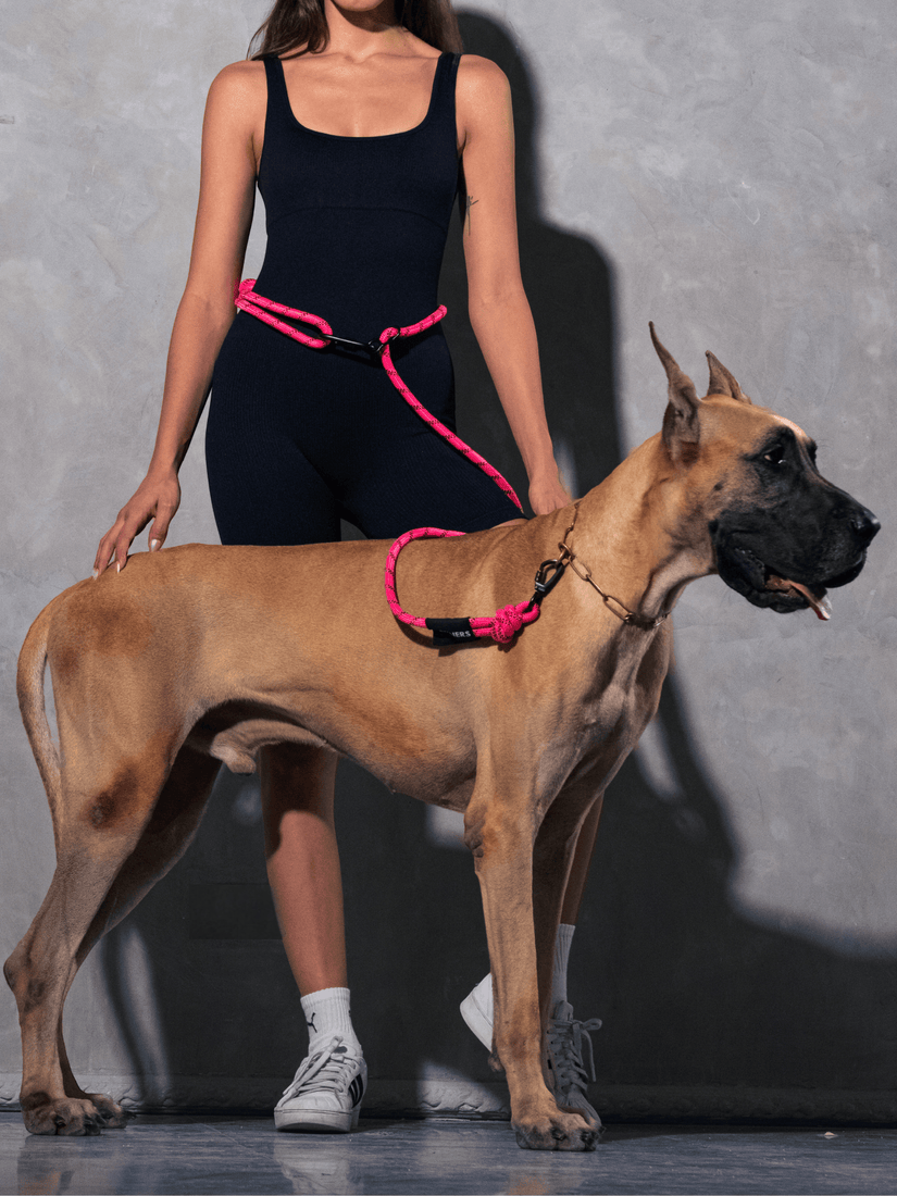 Runners Hands Free Dog Leash